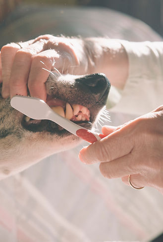 Brushing Dog's Teeth