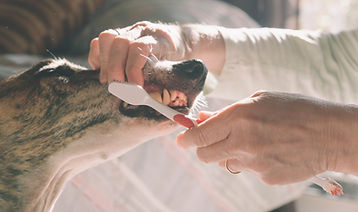 Bürsten Hund die Zähne