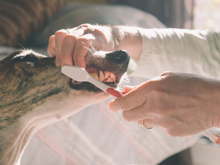 Preventative care basics: Brushing your dog's teeth