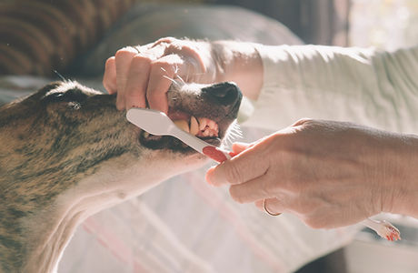 犬の歯を磨きます