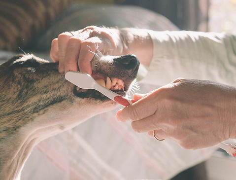Zähneputzen beim Hund