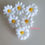 Thumbnail: Daisy Flower Sets - Variety