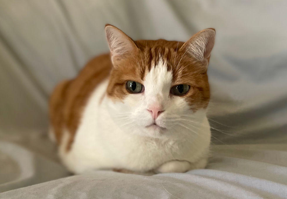 Tikvah, our orange and white kitty