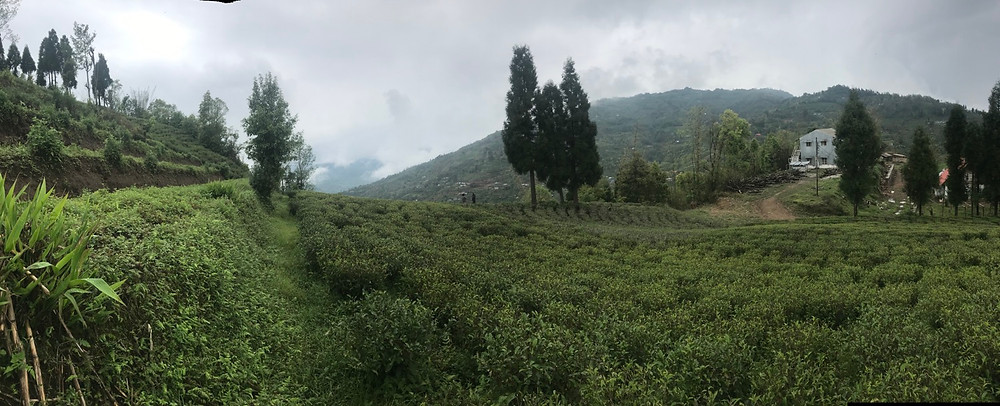 Tea factory and tea fields in Ilam, Nepal