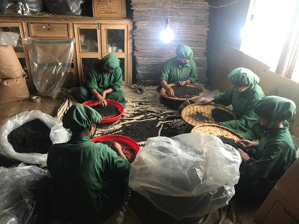 Hand grading tea, Ilam, Nepal
