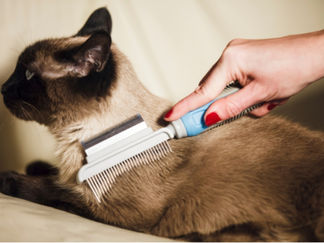 Cat being groomed with a comb.