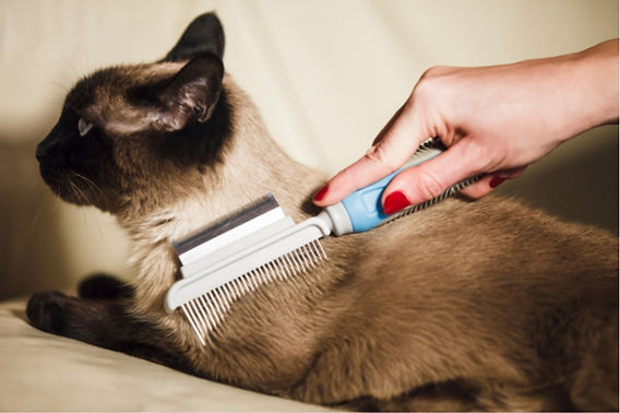 What is Best Comb for Siamese Cat: Top Grooming Picks