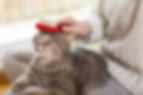 Woman brushing a cat.
