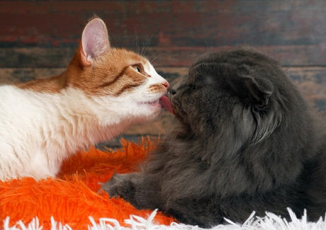 Cats grooming each other.