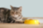 Cat sitting next to food bowl.