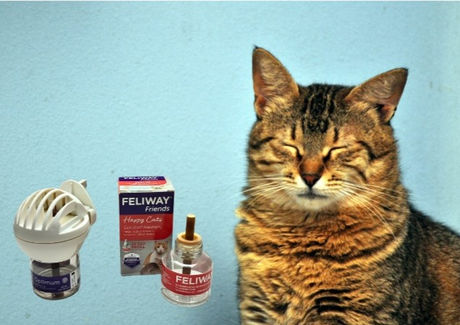 Cat calming plug-in pheromone diffusers.