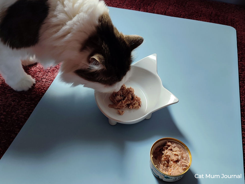 White-and-tabby cat eats from a white bowl beside an open tin of Untamed cat food.