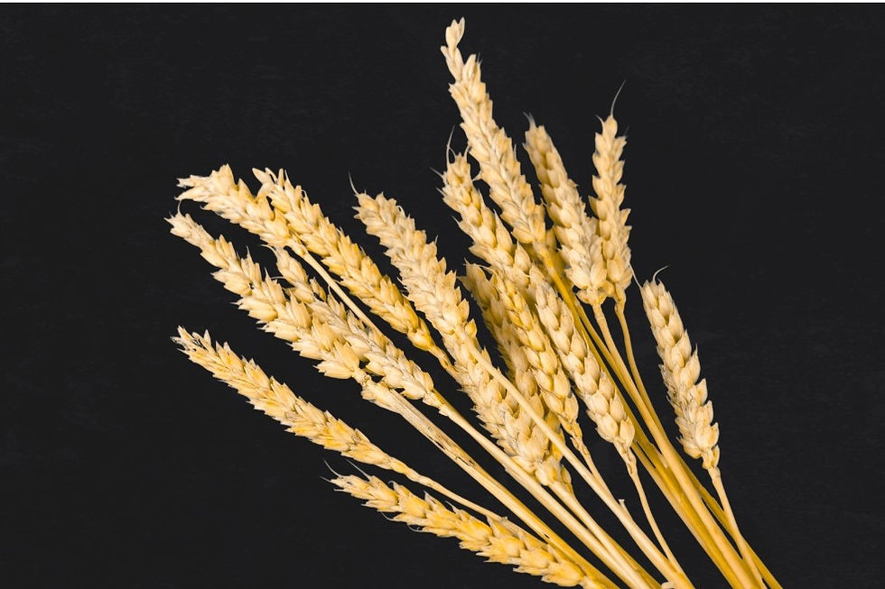 Golden wheat stalks arranged on a black background.