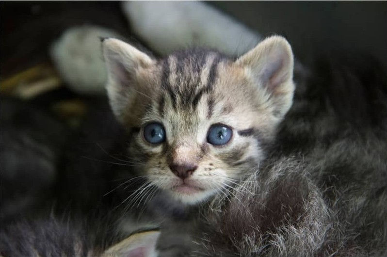 A gray tabby kitten with blue eyes looks curiously at the camera.