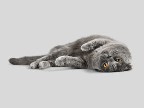 Cat lying on its back.