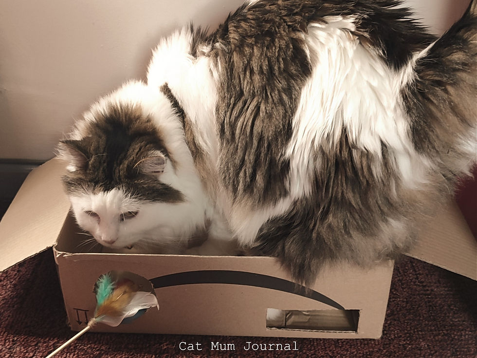 Cat in a DIY cardboard box toy.