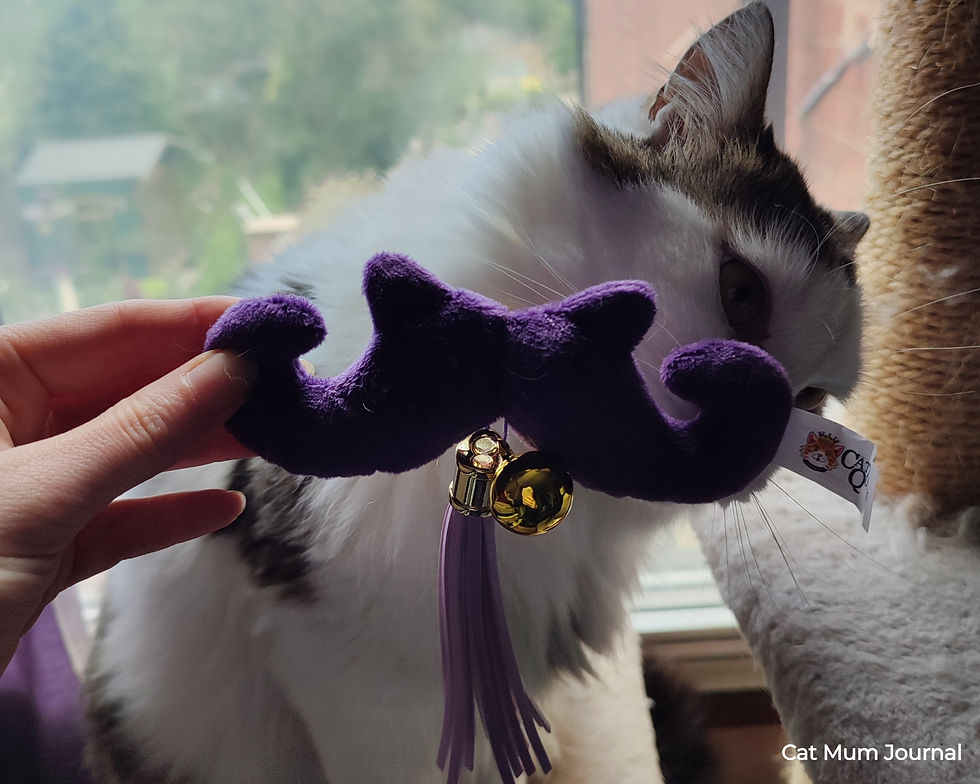 Fluffy cat sniffing a catnip toy with tassels and bell.