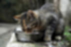 Homeless cat drinking water.