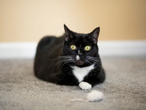 Cat lying next to a toy mouse.