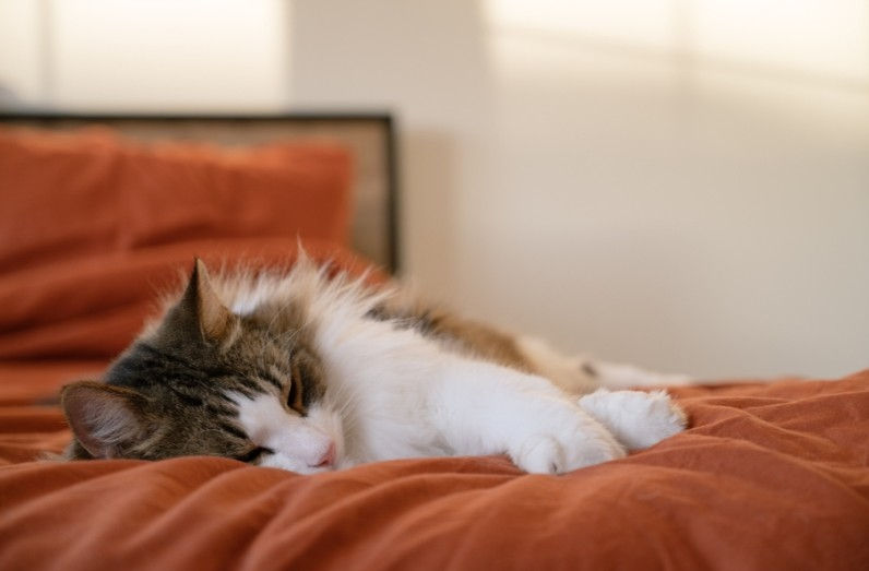 A fluffy cat sleeps peacefully on an orange blanket in a softly lit room, creating a cozy and serene atmosphere.