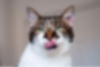 Hungry cat licking its lips.
