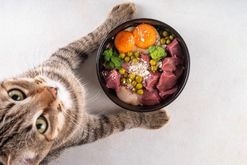 Tabby cat looks at a bowl of raw meat, peas, broccoli, and tomatoes. The cat's paws frame the bowl.