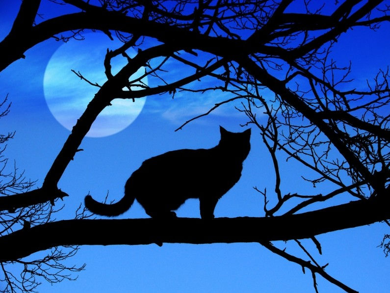 Silhouette of a cat on tree branches against a bright full moon and deep blue sky.