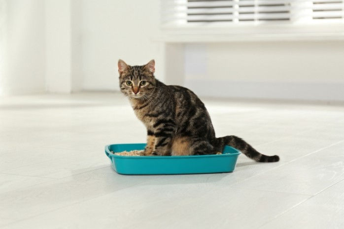 Cat litter tray.
