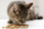 Tabby cat sniffing kibble on a white surface.