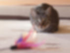 Cat stalking a feather wand.