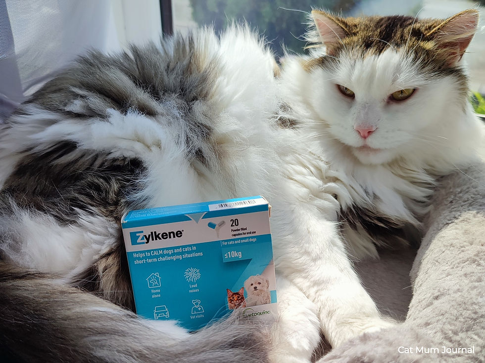 Fluffy white and tabby cat lounging by a window with a box of Zylkene capsules.