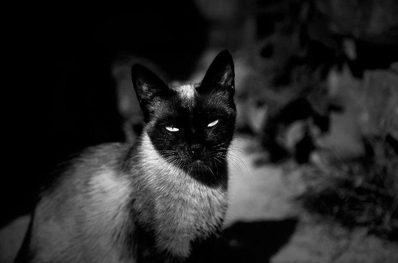 Siamese cat with striking eyes sits in shadowy outdoor setting.
