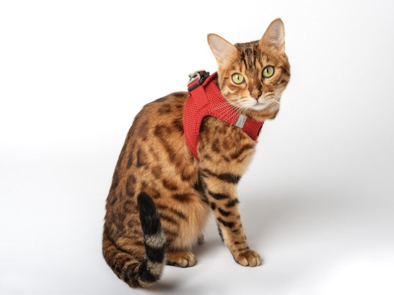 Cat wearing a harness.
