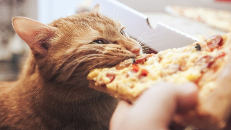 Cat eating human food.