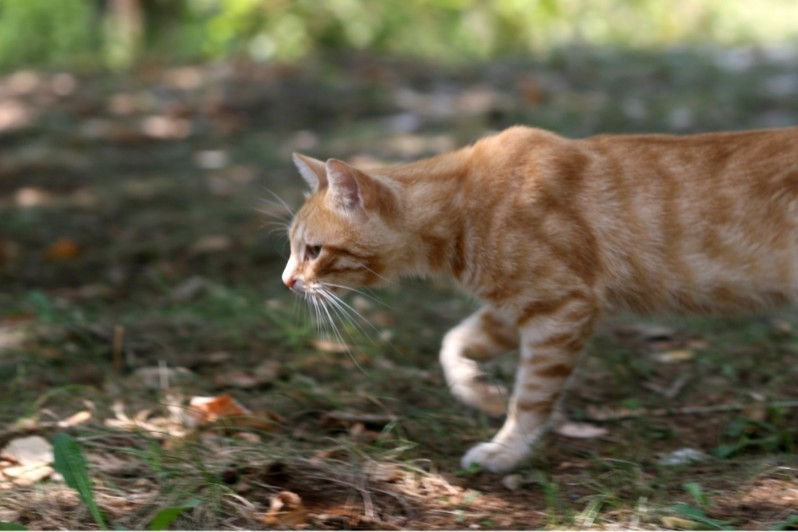 A ginger tabby cat prowls in a sunlit grassy area, with blurred green foliage in the background.