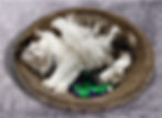 Fluffy white and grey tabby cat sleeps in a round cardboard scratcher.