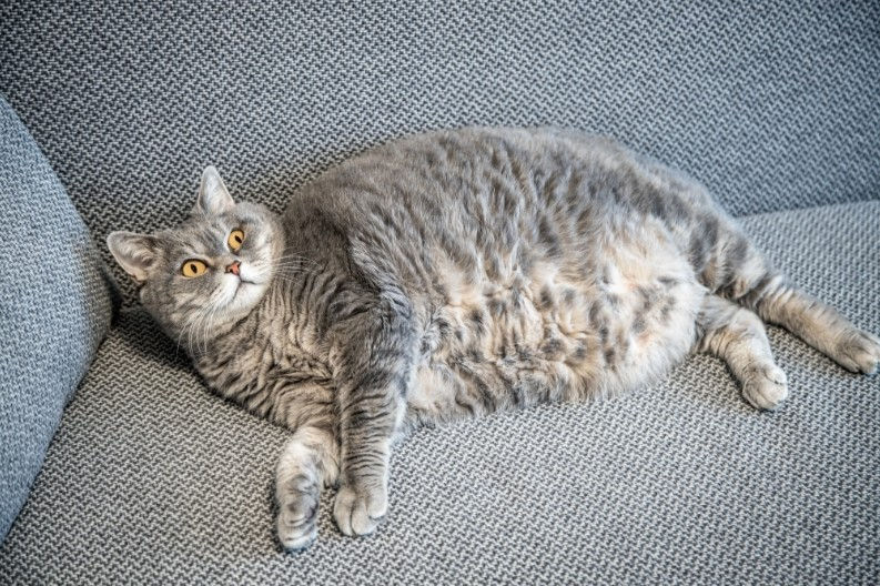 Fat gray tabby cat lounging on a textured gray sofa, looking upwards with wide eyes.