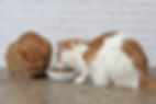 Cat stealing another cat's food.