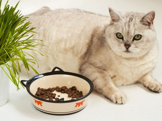 Grey cat sitting next to a food bowl.