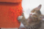 Tabby cat scratching an orange sofa, showing frayed fabric.