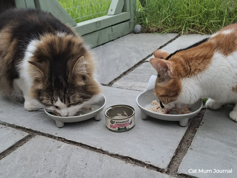 Two cats eat wet food from bowls on a patio, with an Untamed tin between them.