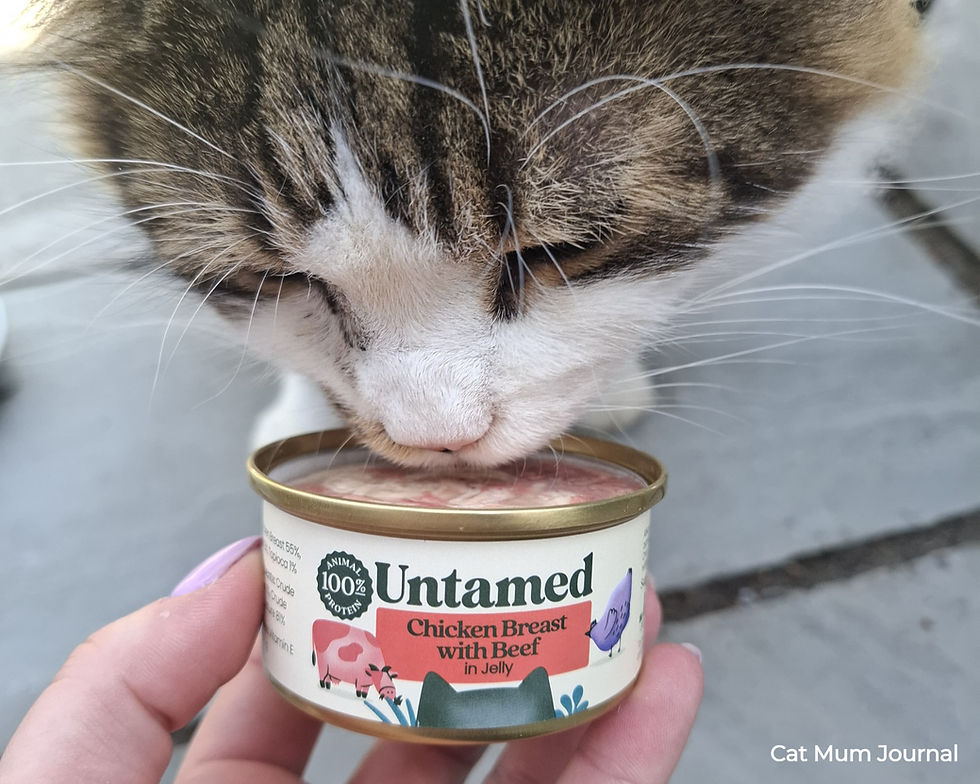 Tabby cat eats from a tin of Untamed Chicken Breast with Beef in Jelly.