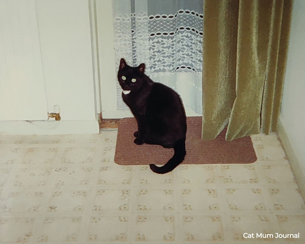 A black cat sits on a rug in a room with green curtains and a glass door.