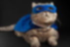 Cat in a superhero costume.