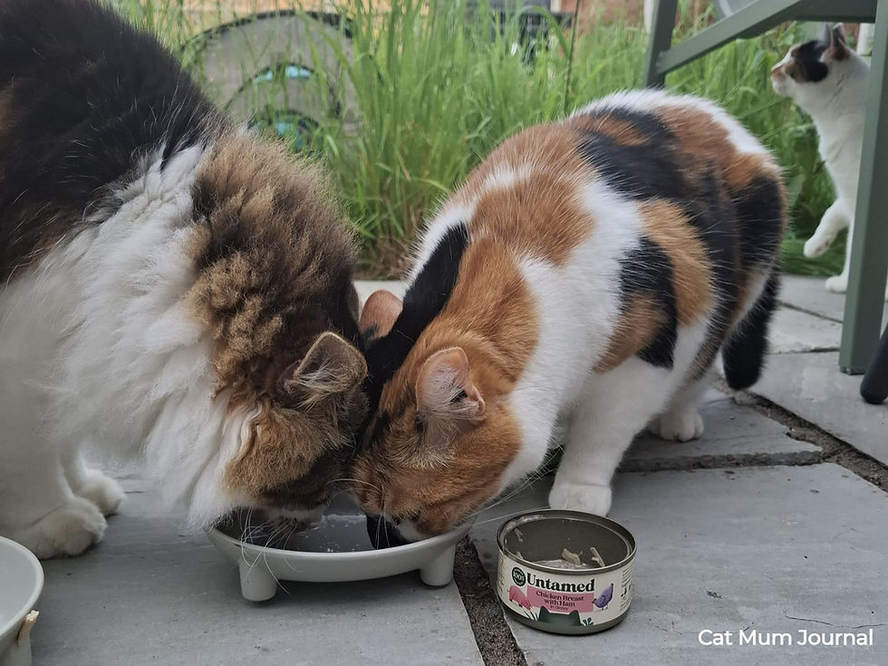 Two cats eat from a bowl next to a tin labelled Untamed Chicken Breast with Ham.