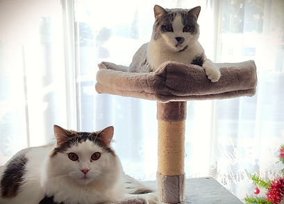 Cats on a cat tree.
