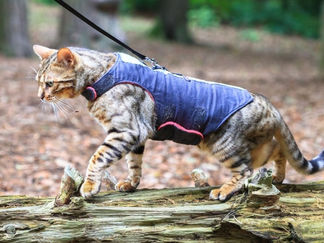 A cat wearing a vest harness.
