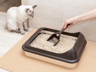 Hand holding a shovel scooping a litter tray.