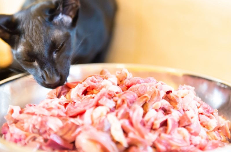 Cat eating a bowl of raw cat food.