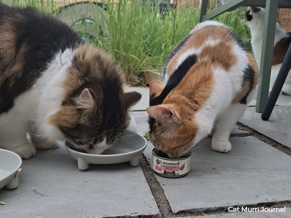 Two cats eat from bowls on a patio beside a tin, labelled Untamed Chicken Breast with Ham.